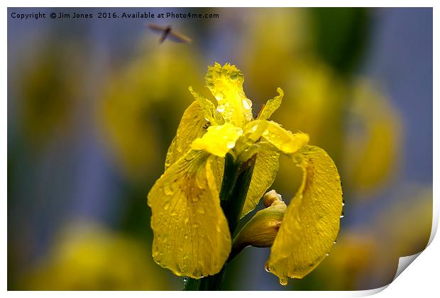 Yellow Iris in the rain Print by Jim Jones