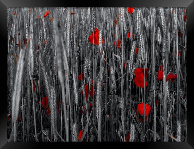 Red poppies  Framed Print by Shaun Jacobs