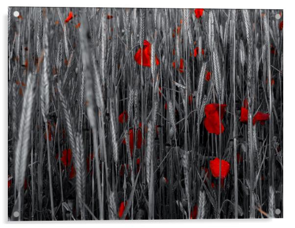 Red poppies  Acrylic by Shaun Jacobs
