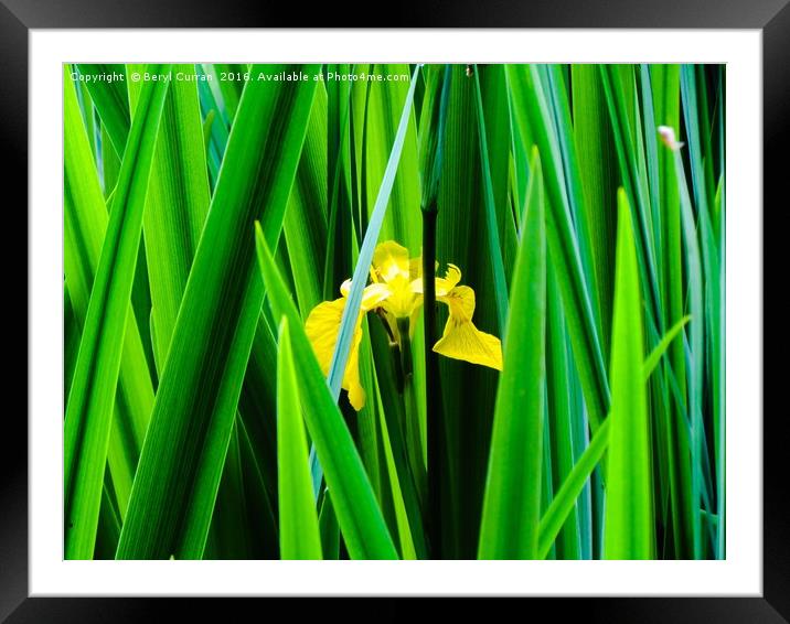 Sunburst Iris Framed Mounted Print by Beryl Curran