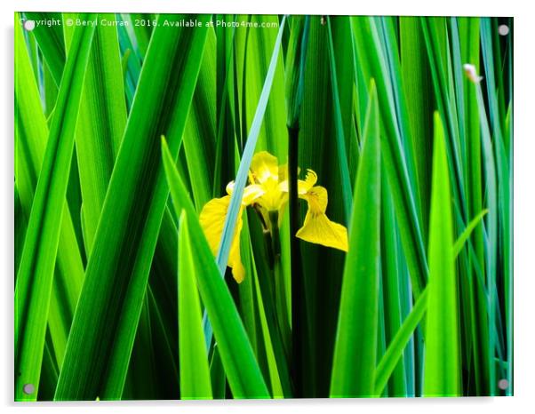 Sunburst Iris Acrylic by Beryl Curran