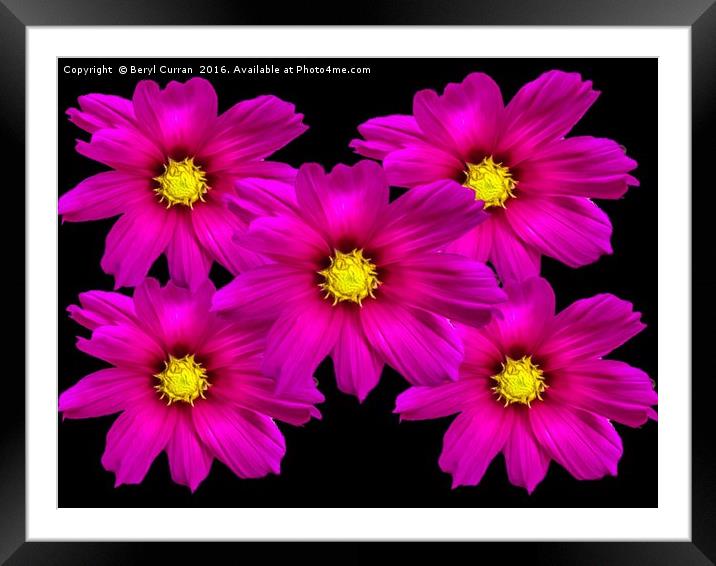 Vibrant Purple Cosmos Blooms Framed Mounted Print by Beryl Curran