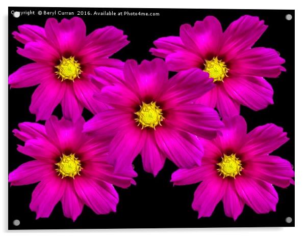 Vibrant Purple Cosmos Blooms Acrylic by Beryl Curran