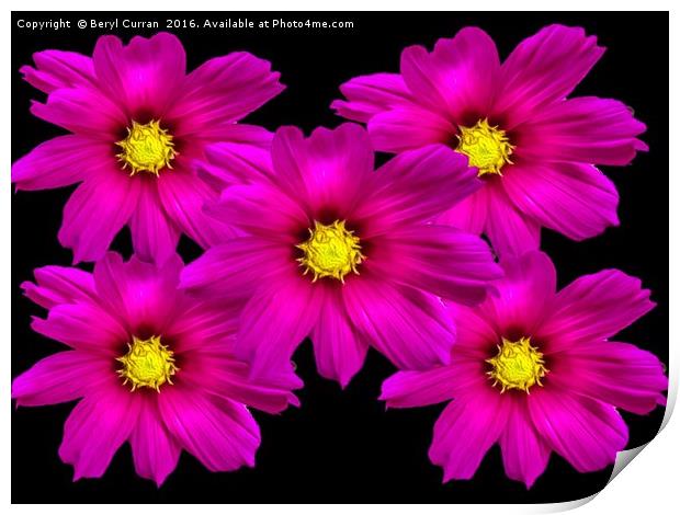 Vibrant Purple Cosmos Blooms Print by Beryl Curran