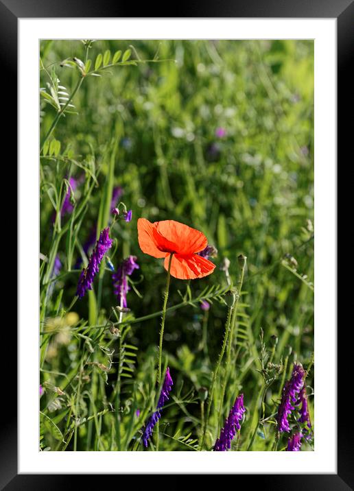 Overlooking poppy flower Framed Mounted Print by Adrian Bud
