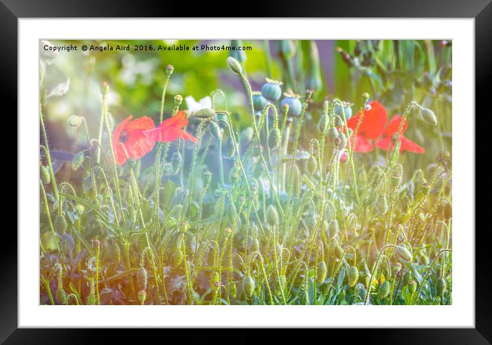 Poppy Framed Mounted Print by Angela Aird