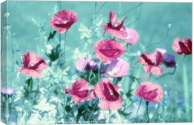 Playful Poppies dreams  Canvas Print by Tanja Riedel