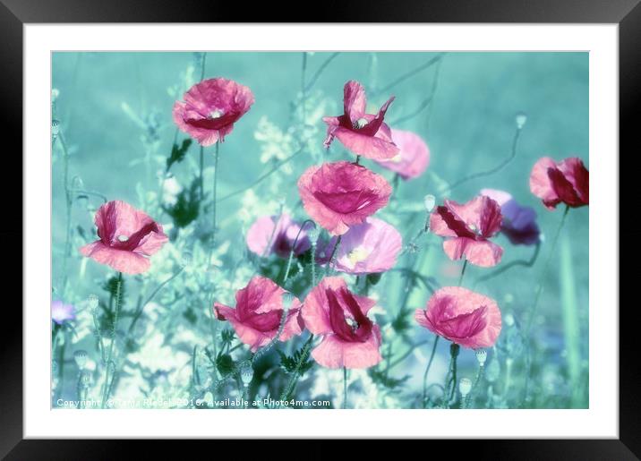 Playful Poppies dreams  Framed Mounted Print by Tanja Riedel