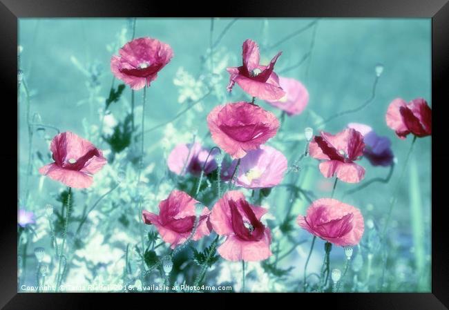 Playful Poppies dreams  Framed Print by Tanja Riedel