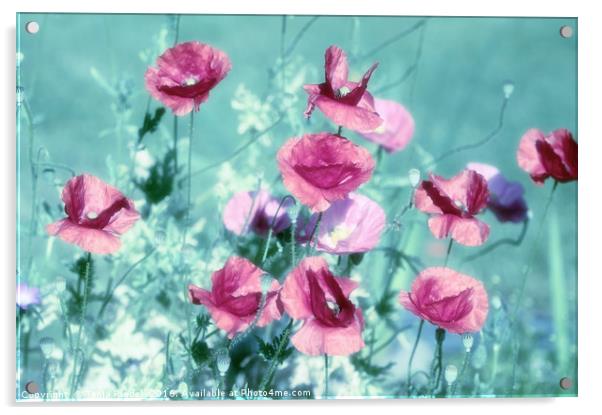 Playful Poppies dreams  Acrylic by Tanja Riedel
