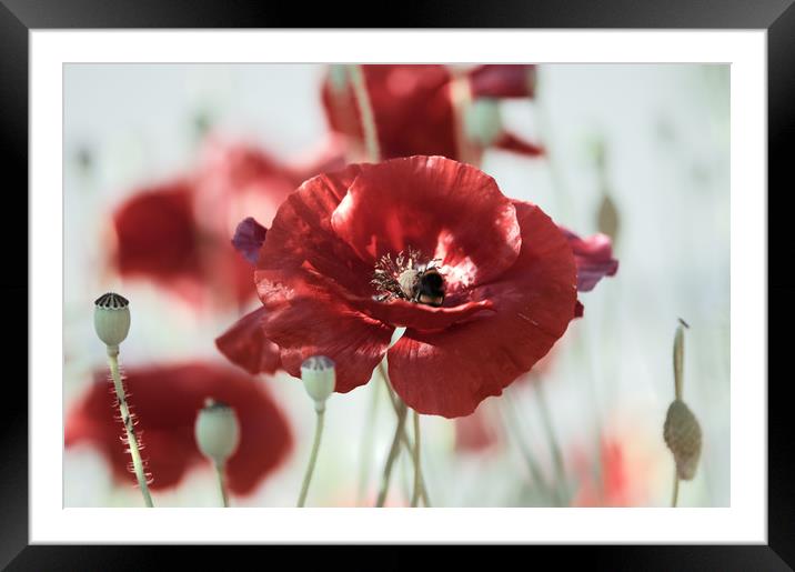 Poppies Art  Framed Mounted Print by Tanja Riedel