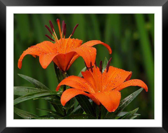 Orange Lilies Framed Mounted Print by Julie Coe