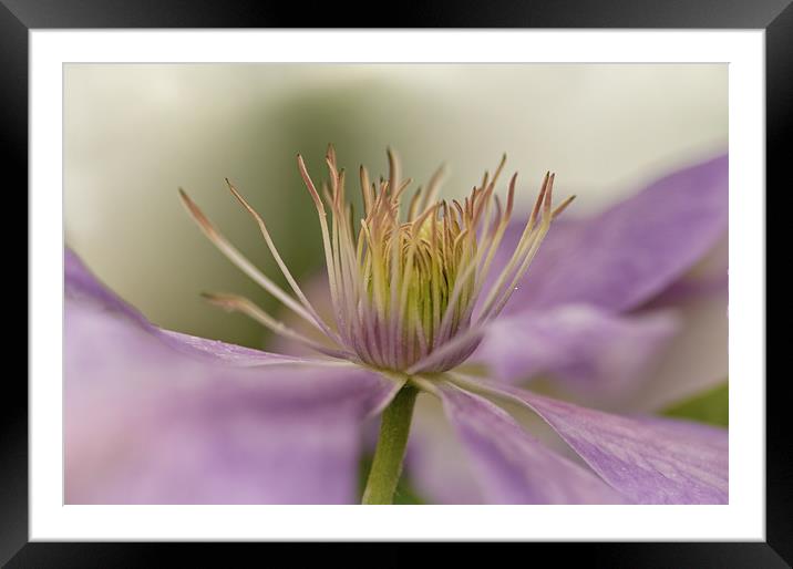 Lavender Clematis Flower Framed Mounted Print by Jacqi Elmslie