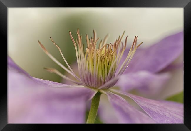 Lavender Clematis Flower Framed Print by Jacqi Elmslie