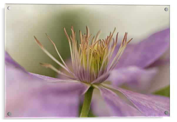 Lavender Clematis Flower Acrylic by Jacqi Elmslie