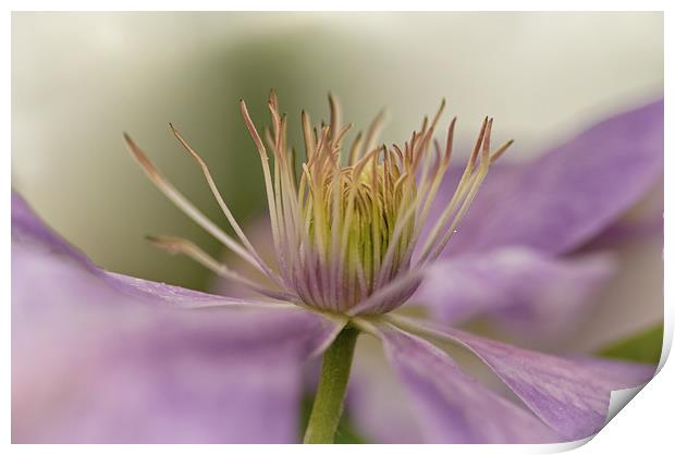 Lavender Clematis Flower Print by Jacqi Elmslie