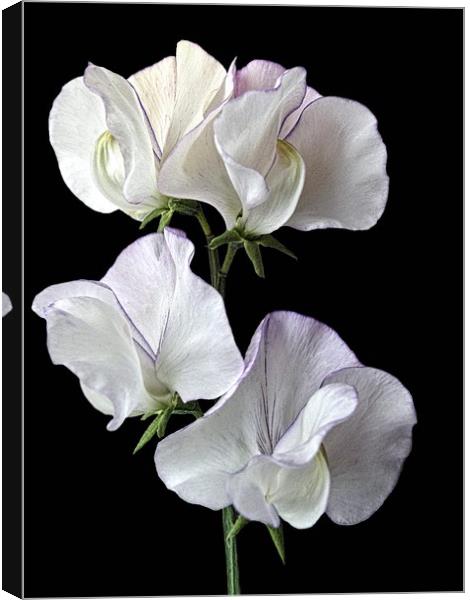 Sweet Peas Canvas Print by Henry Horton