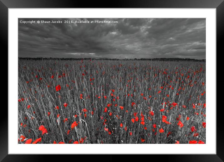 Poppy field  Framed Mounted Print by Shaun Jacobs