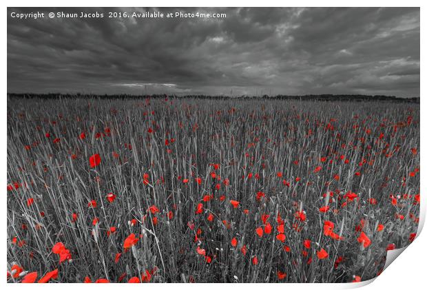 Poppy field  Print by Shaun Jacobs