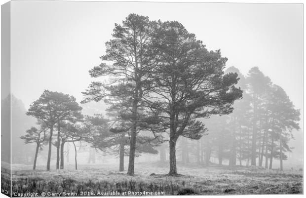 Trees and Mist. Canvas Print by Garry Smith