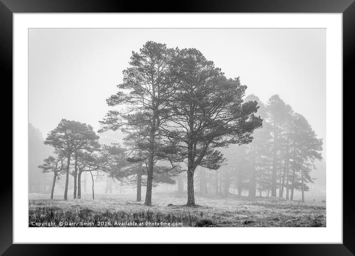 Trees and Mist. Framed Mounted Print by Garry Smith