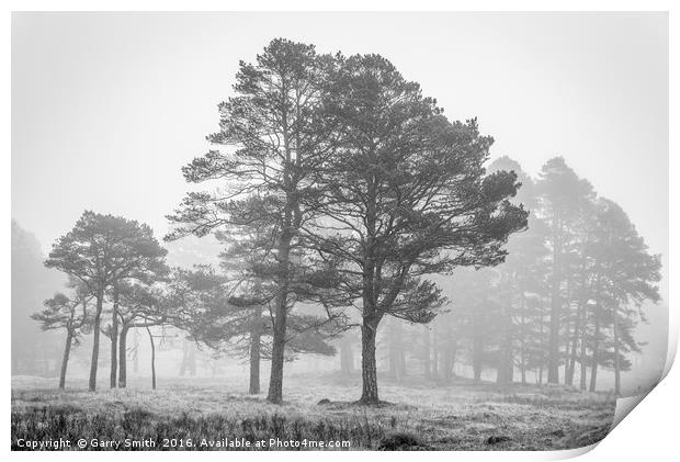 Trees and Mist. Print by Garry Smith