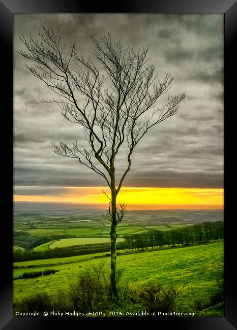 Lonely tree Framed Print by Philip Hodges aFIAP ,