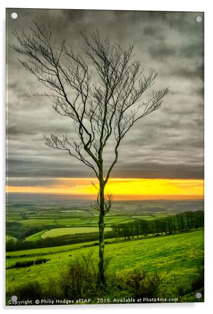 Lonely tree Acrylic by Philip Hodges aFIAP ,