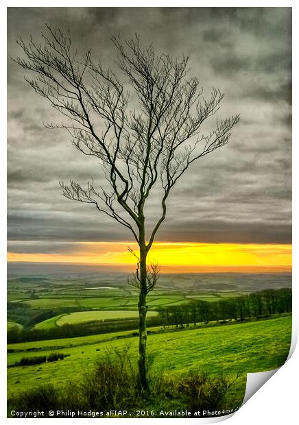 Lonely tree Print by Philip Hodges aFIAP ,