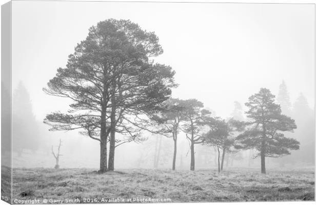 Scots Pines at Loch Tulla. Canvas Print by Garry Smith