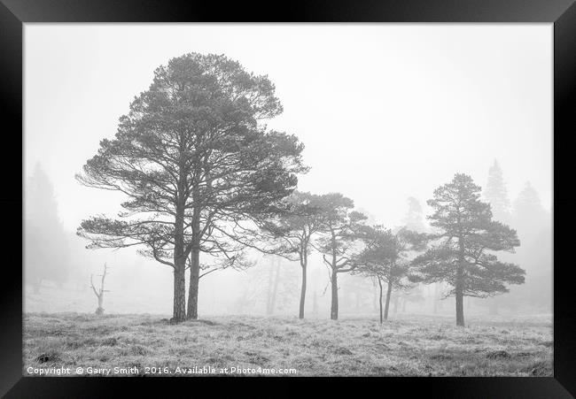 Scots Pines at Loch Tulla. Framed Print by Garry Smith
