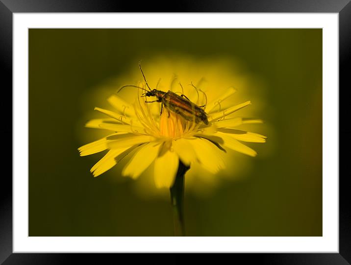 Mellow Yellow Framed Mounted Print by Mark Robson
