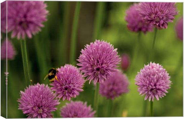 Flowering Chives with Bumble Bee Canvas Print by Jacqi Elmslie