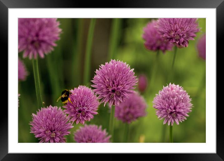 Flowering Chives with Bumble Bee Framed Mounted Print by Jacqi Elmslie