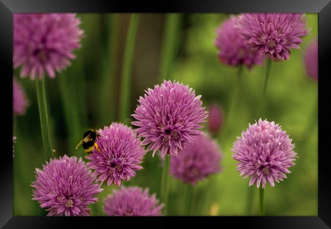 Flowering Chives with Bumble Bee Framed Print by Jacqi Elmslie