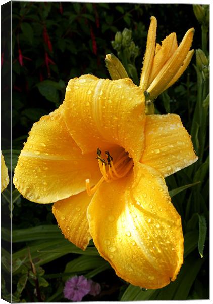 Damp Day Lily Canvas Print by Alan Pickersgill