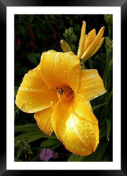 Damp Day Lily Framed Mounted Print by Alan Pickersgill