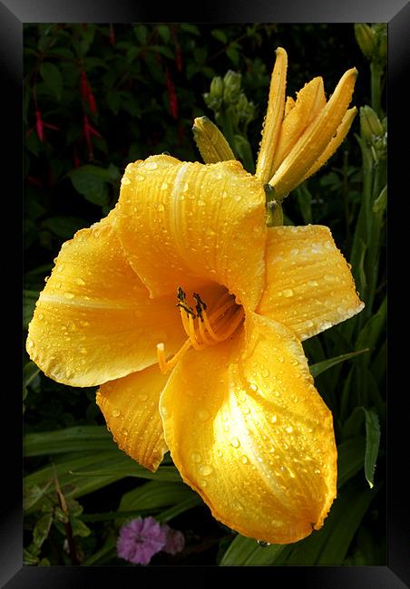 Damp Day Lily Framed Print by Alan Pickersgill