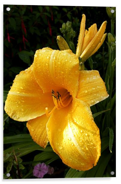 Damp Day Lily Acrylic by Alan Pickersgill