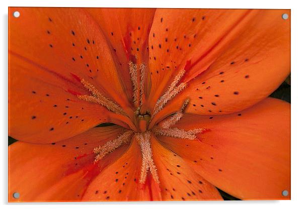 Orange Lily. Acrylic by Irene Burdell