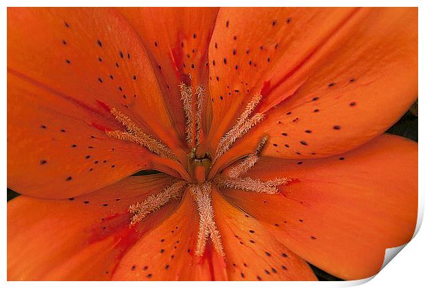 Orange Lily. Print by Irene Burdell