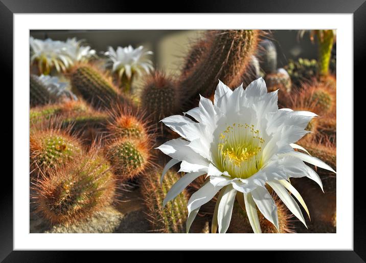 Cactus Flower Framed Mounted Print by Adrian Susman