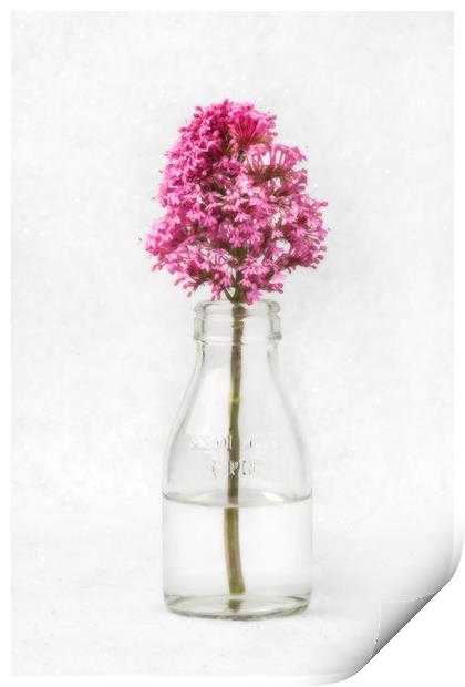 Tiny Vase Print by David Hare