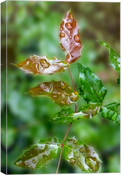 raindrops on leaves Canvas Print by Marinela Feier