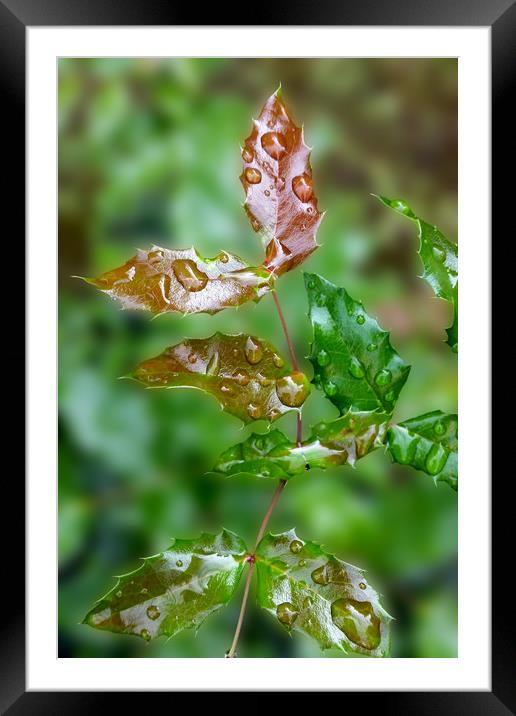 raindrops on leaves Framed Mounted Print by Marinela Feier