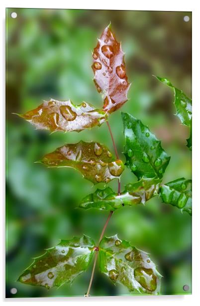 raindrops on leaves Acrylic by Marinela Feier