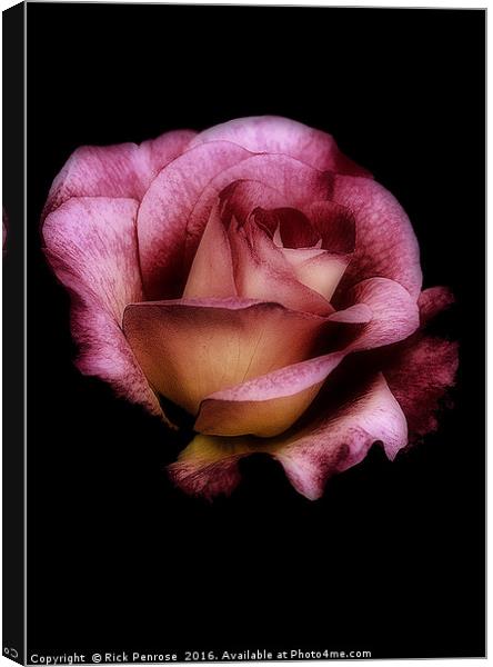 Midnight Rose Canvas Print by Rick Penrose