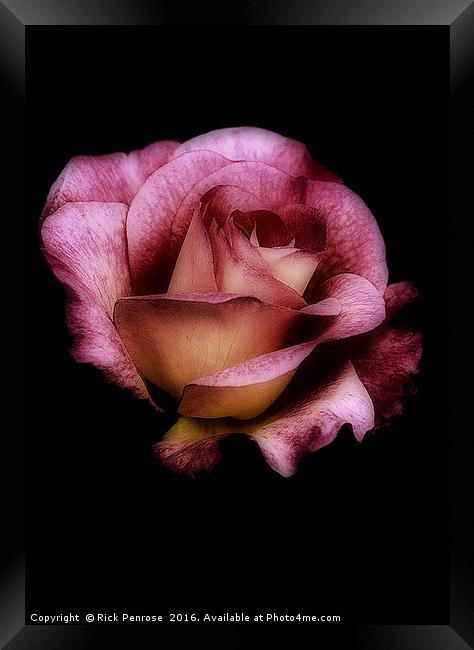 Midnight Rose Framed Print by Rick Penrose