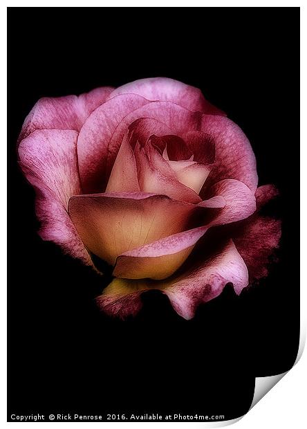 Midnight Rose Print by Rick Penrose