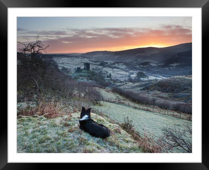 Gelert watching the sunrise Framed Mounted Print by Rory Trappe